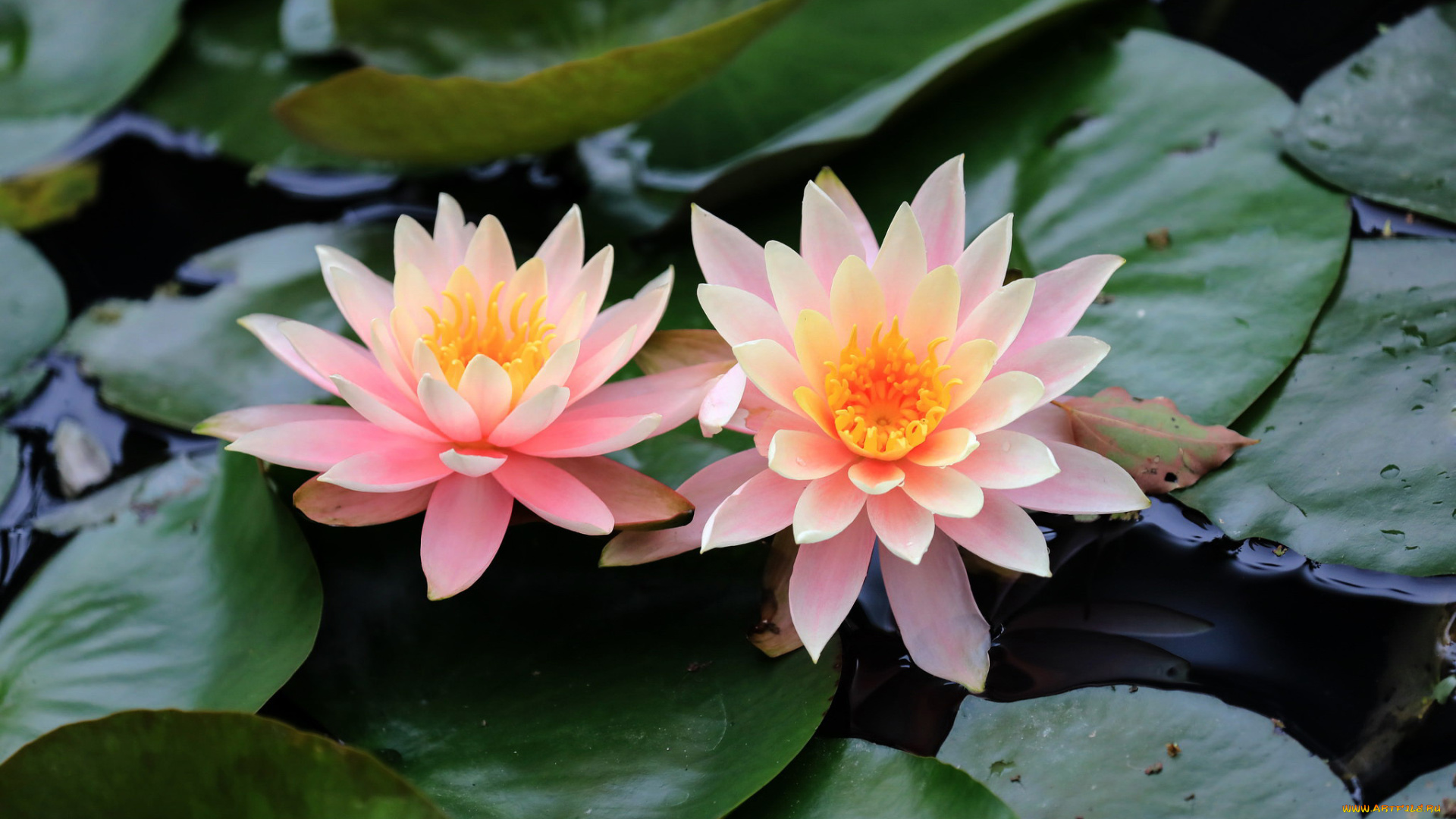 цветы, лилии, водяные, , нимфеи, , кувшинки, лилии