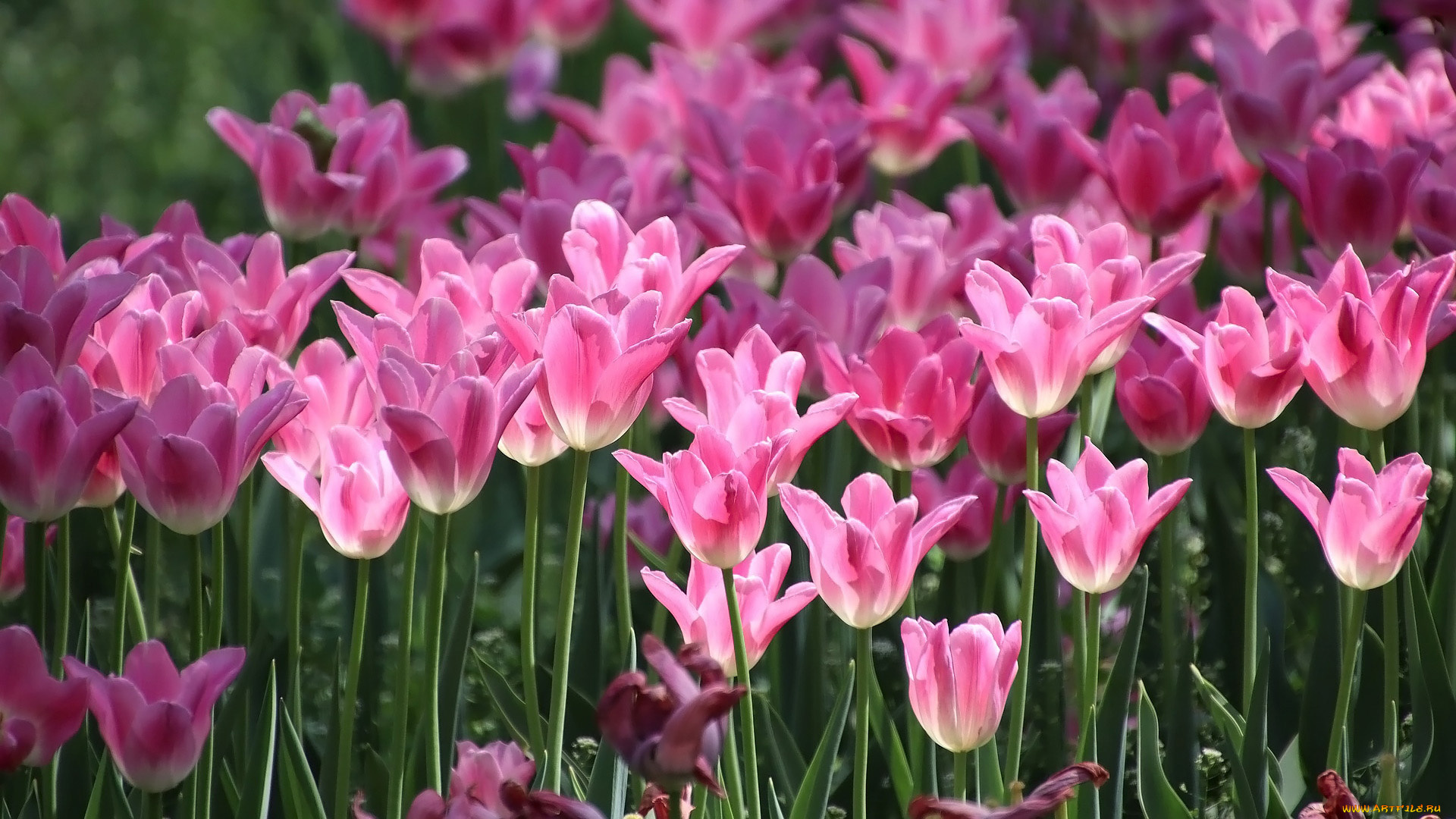 цветы, тюльпаны, розовые, бутоны