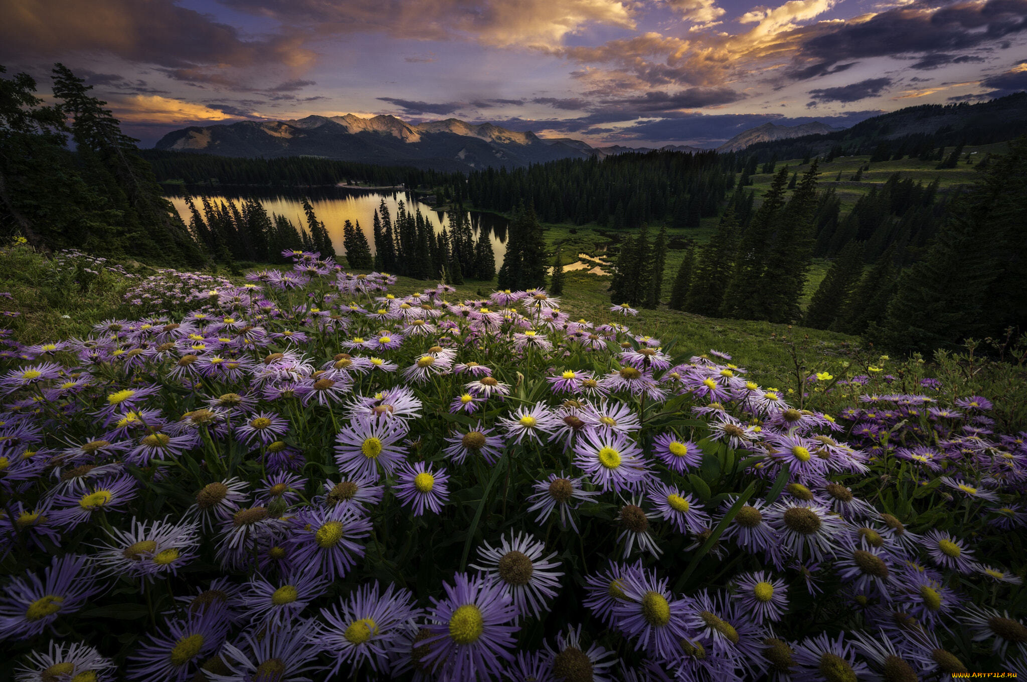 цветы, астры, луг, закат