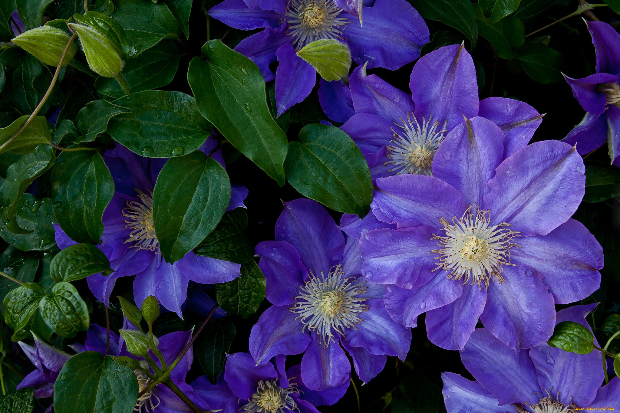 цветы, клематис, , ломонос, лиловый, клематис, капли