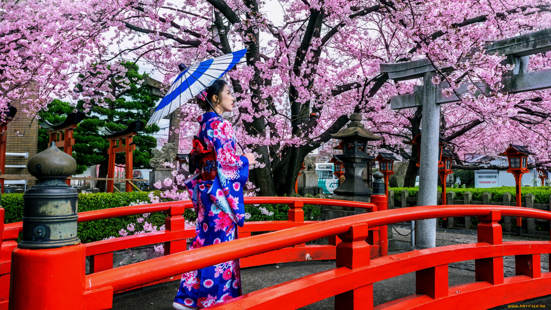 девушки, -, азиатки, азиатка, цветущая, сакура, кимоно, зонтик