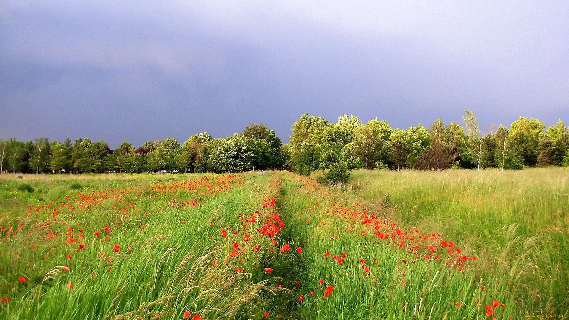 природа, луга, деревья, трава, цветы, небо