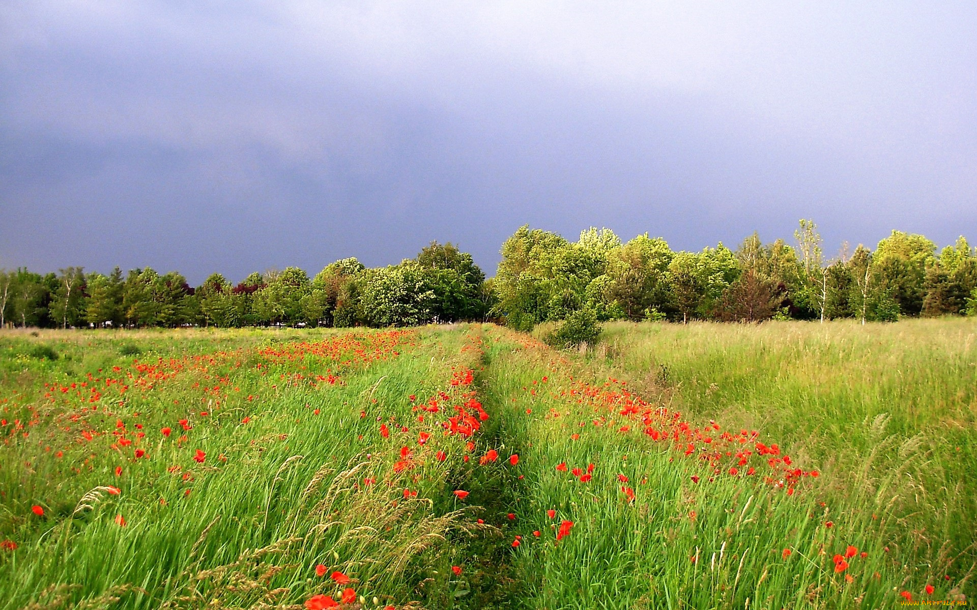 природа, луга, деревья, трава, цветы, небо