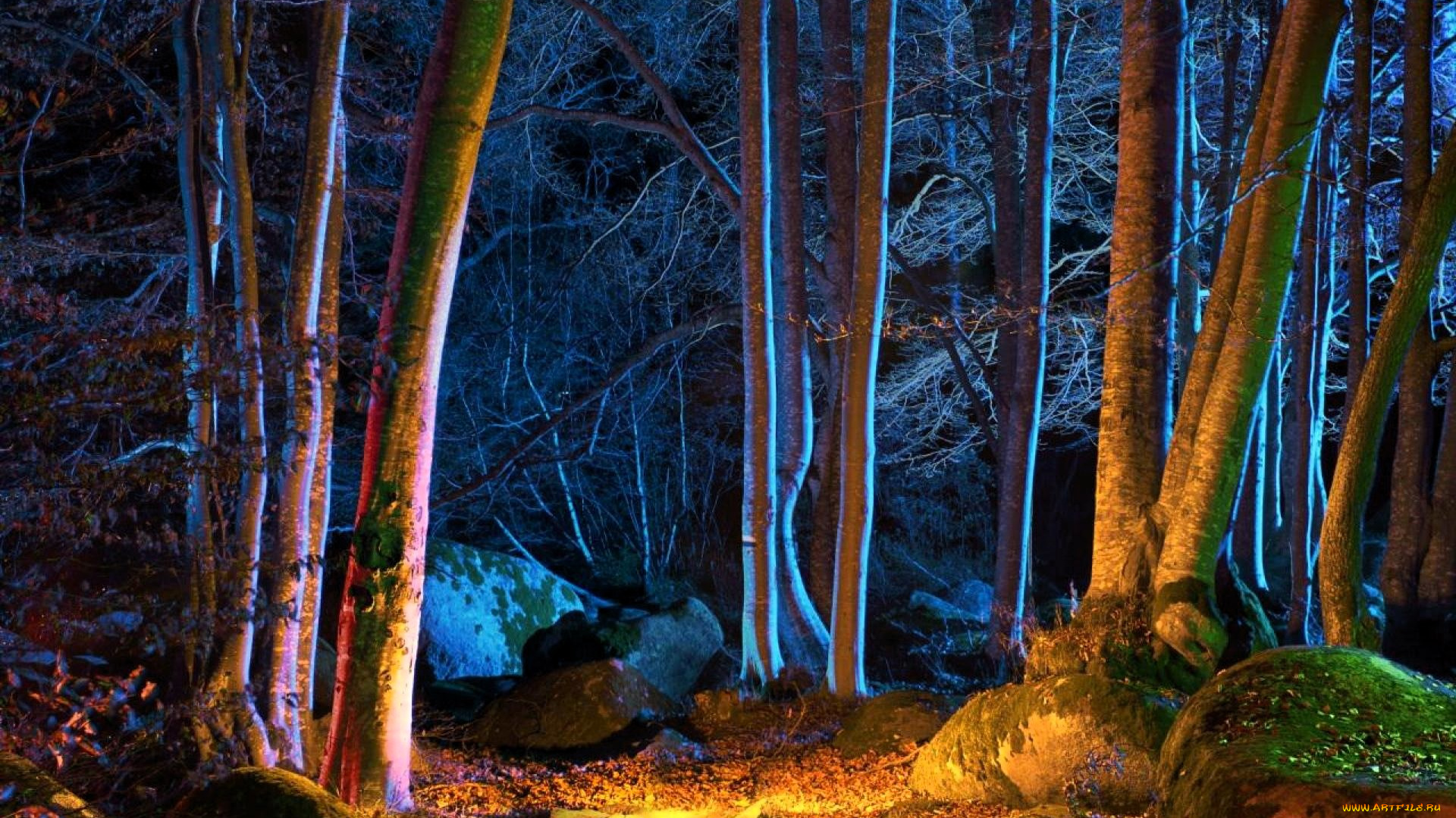 природа, лес, деревья, листья, камни, мох, свет