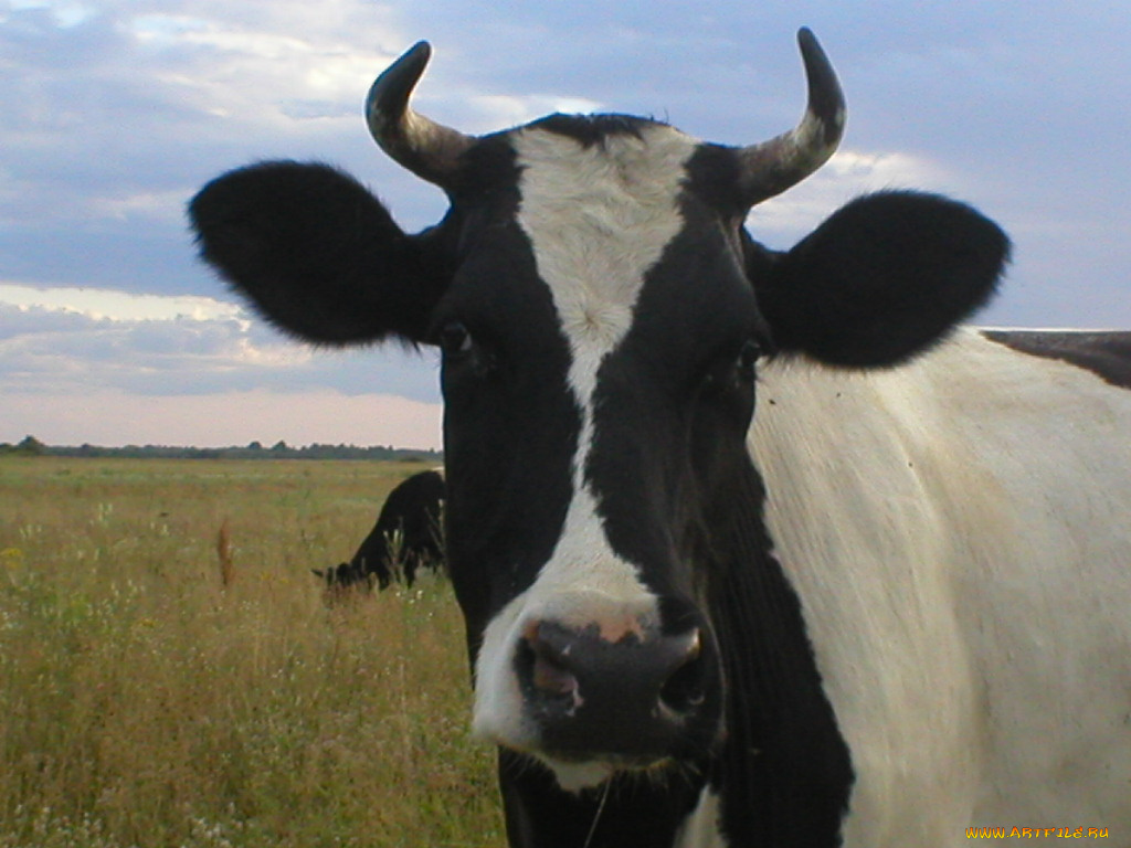 животные, коровы, буйволы