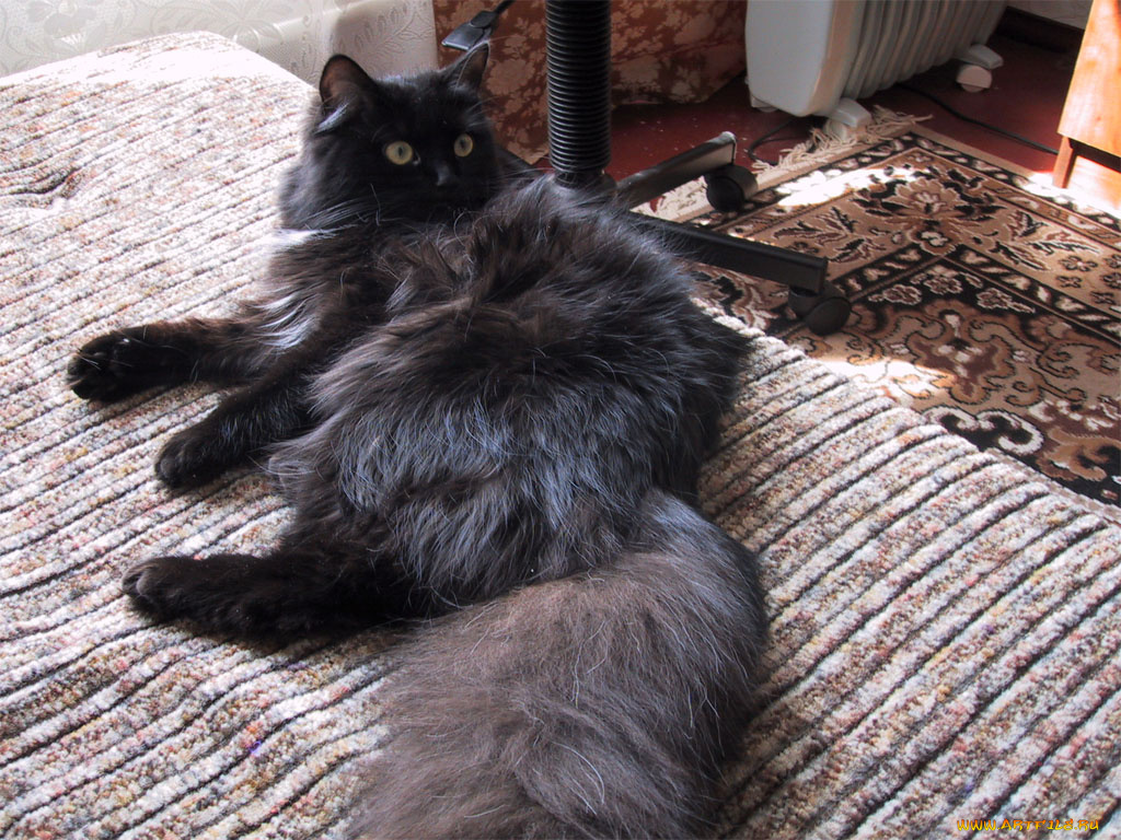 животные, коты