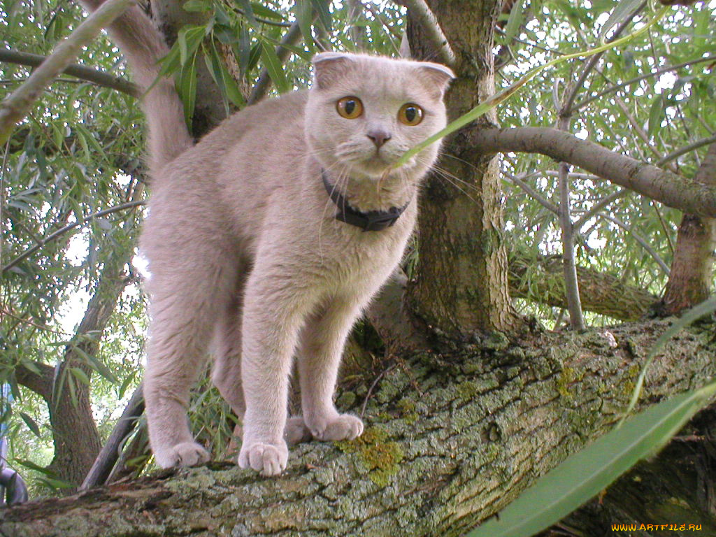 животные, коты