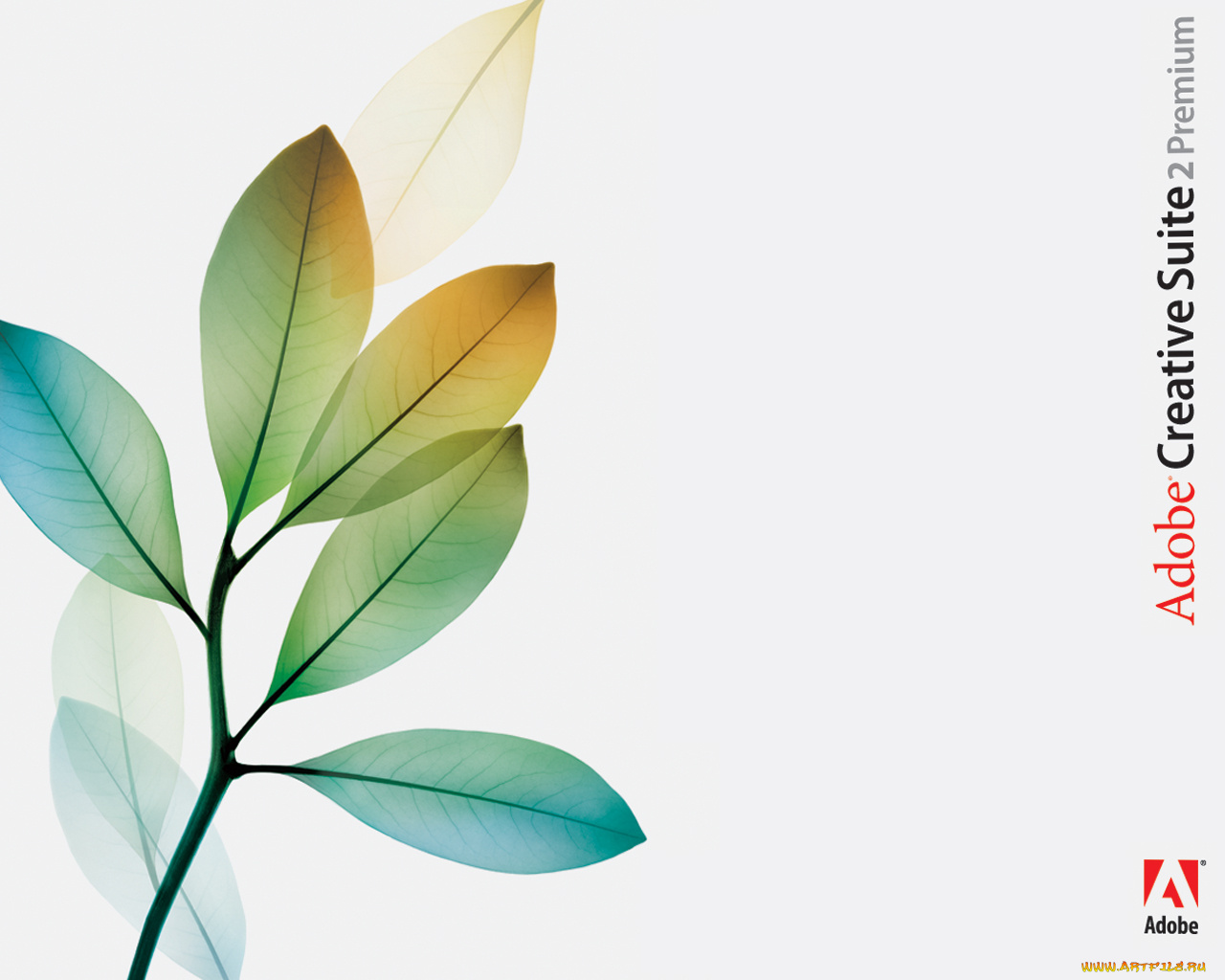 adobo, creative, suit, компьютеры, adobe