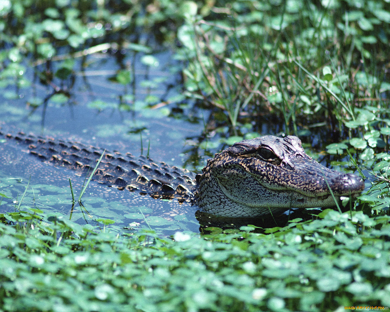 животные, крокодилы