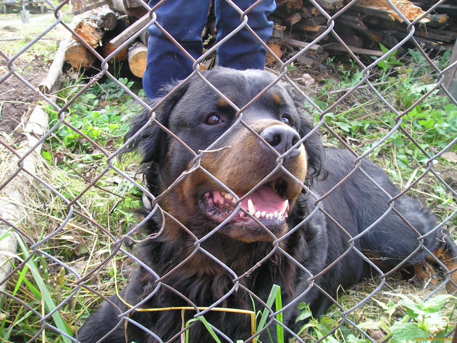 животные, собаки