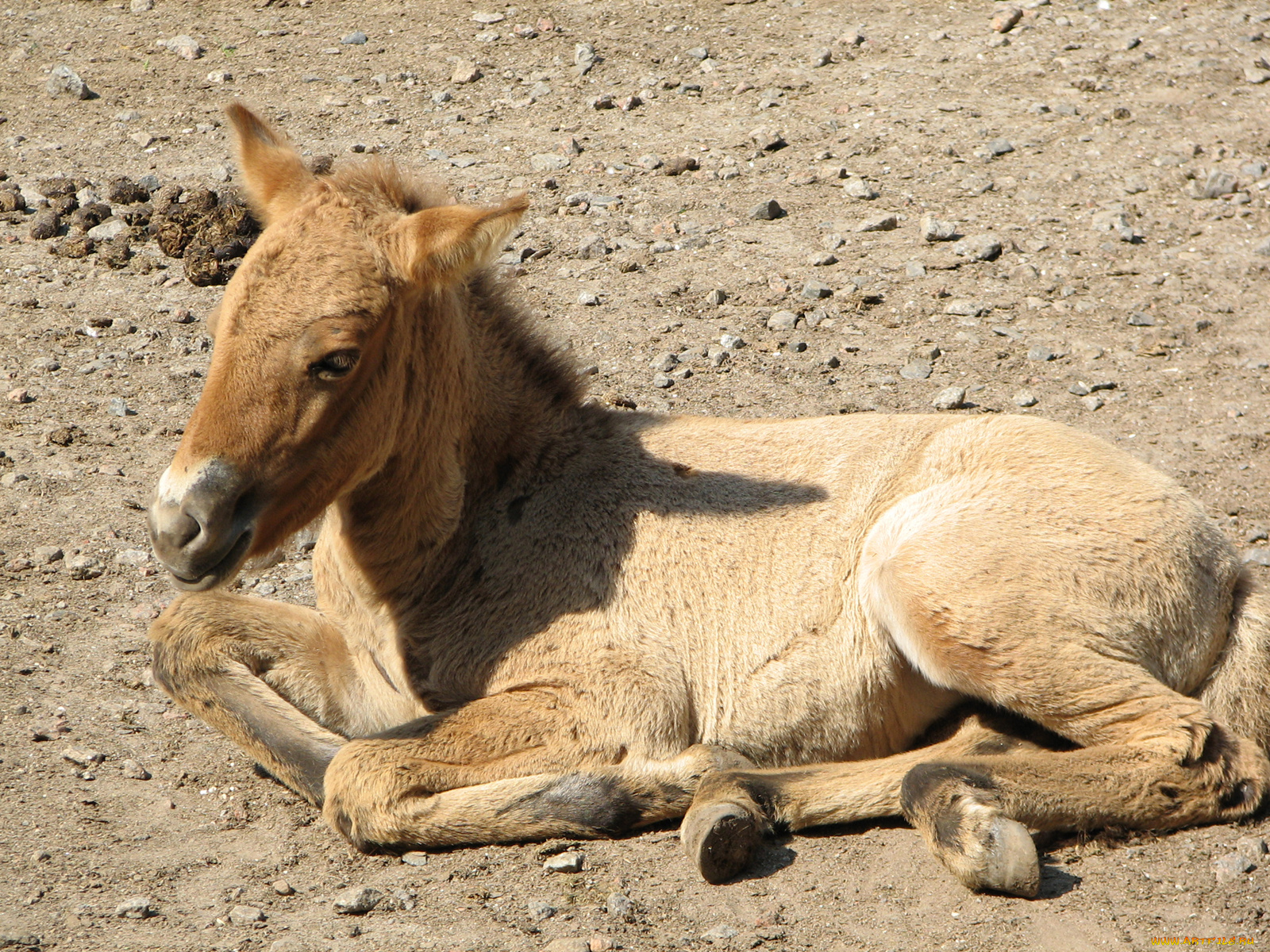 животные, лошади
