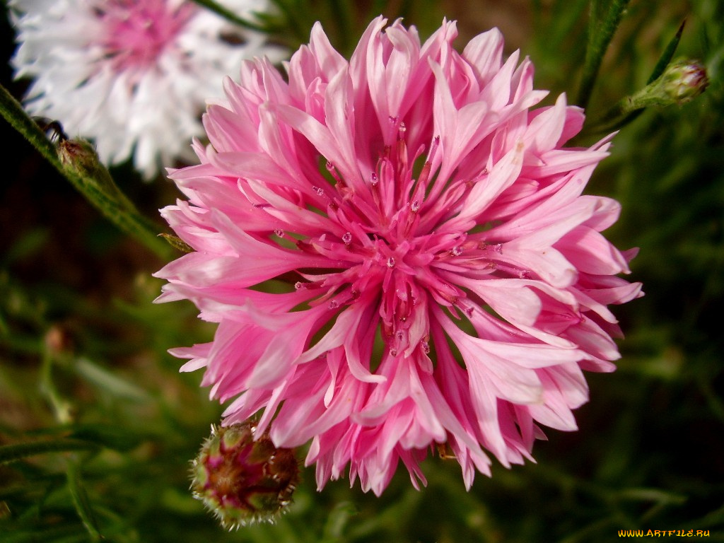 василек, цветы, васильки