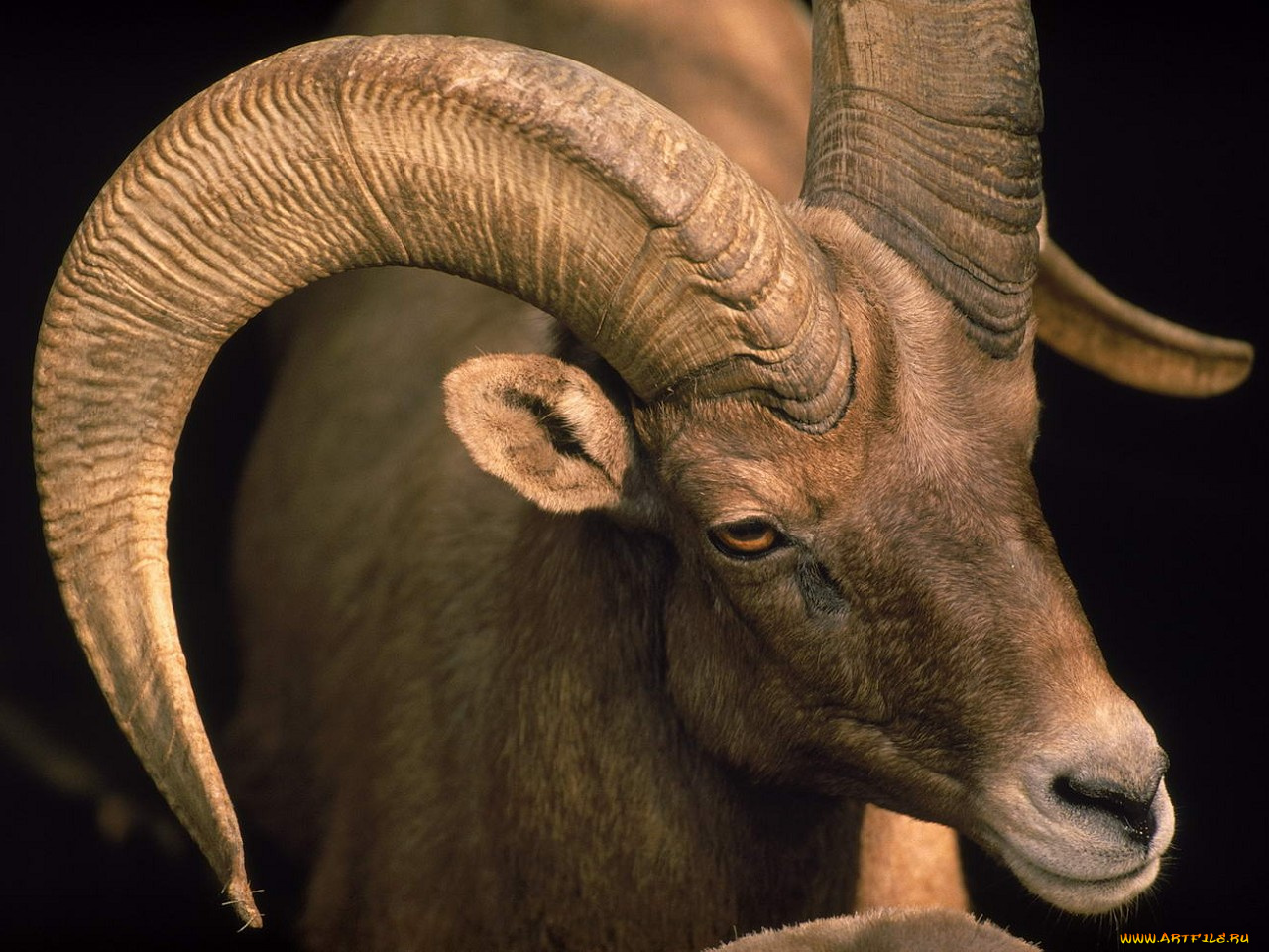 животные, овцы, бараны