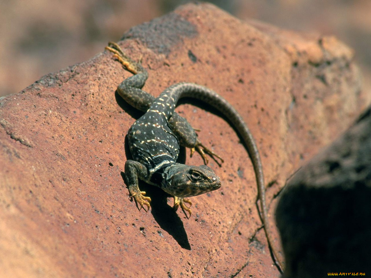 животные, Ящерицы, игуаны, вараны