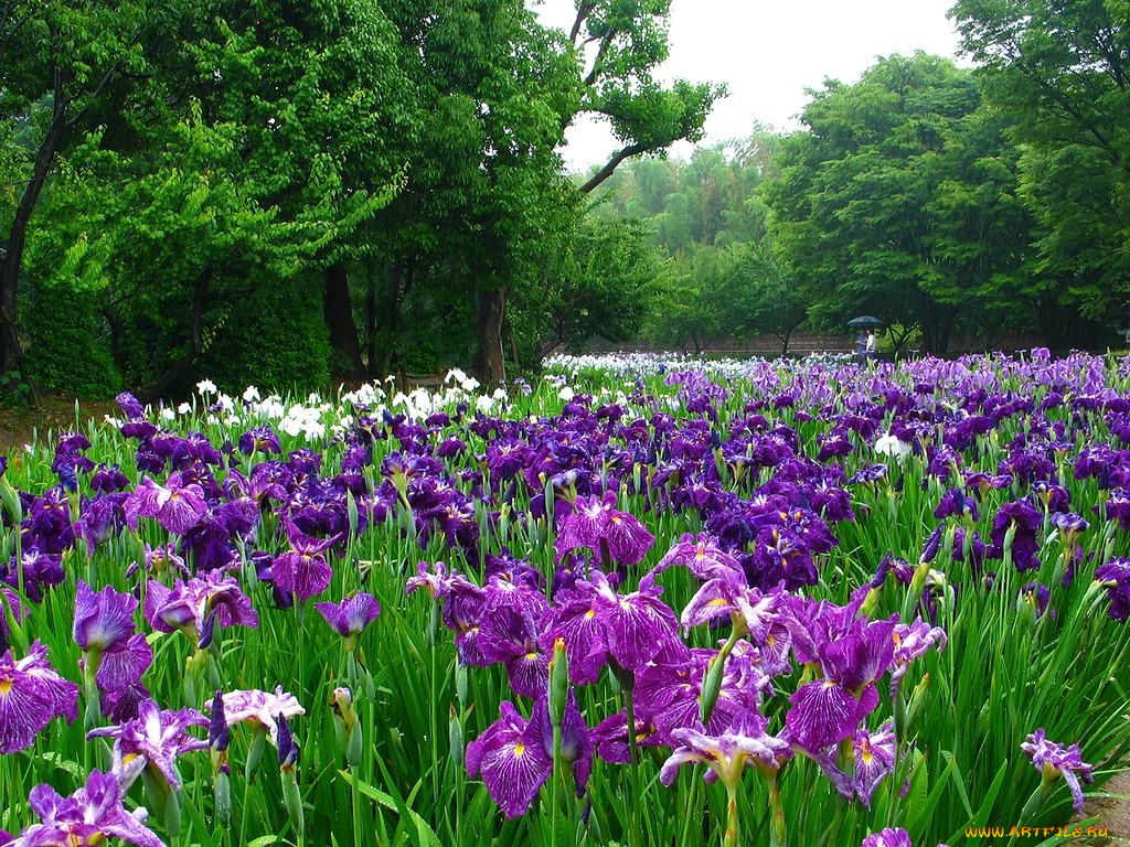 цветы, ирисы