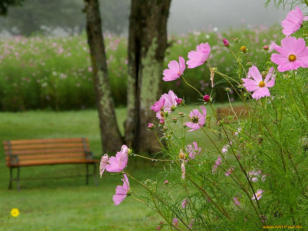 цветы, космея