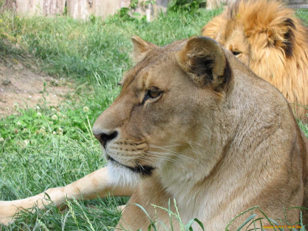 животные, львы