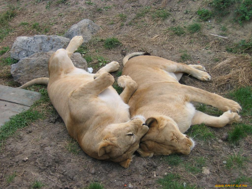 животные, львы