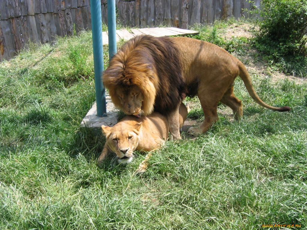 животные, львы