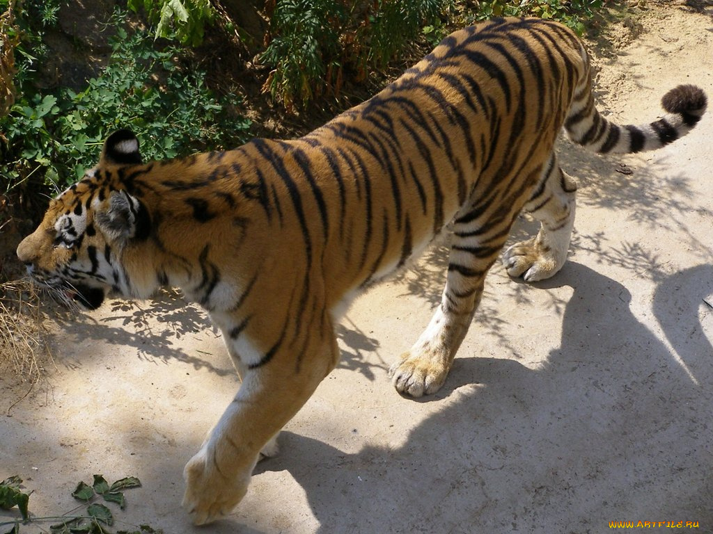 животные, тигры