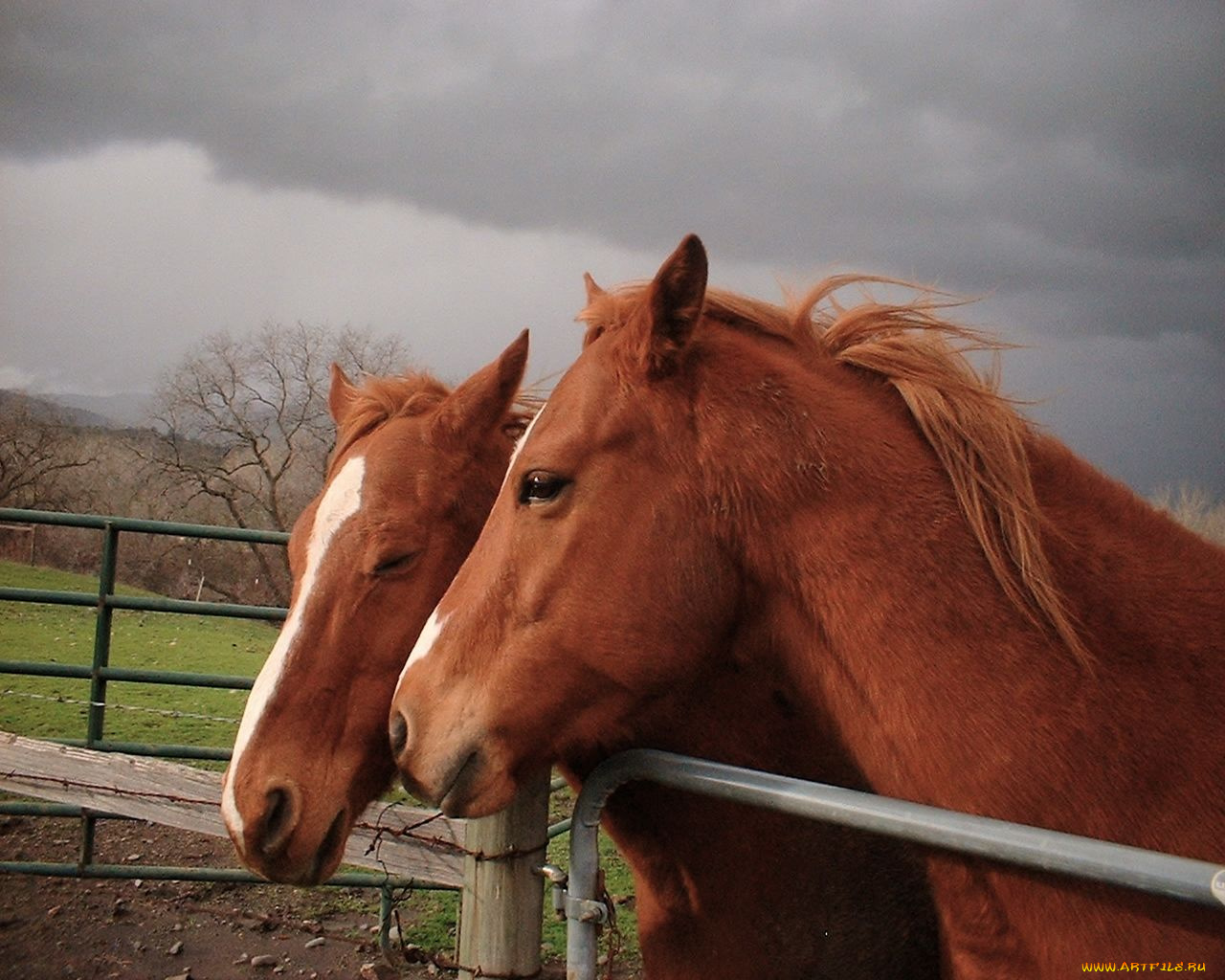животные, лошади