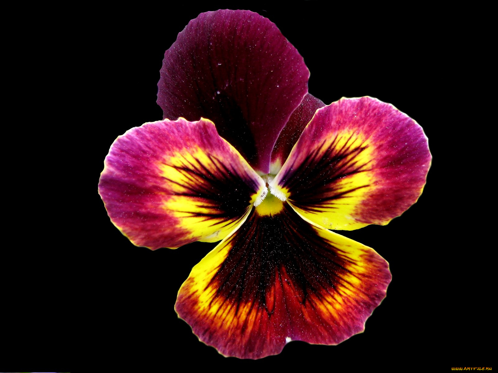 цветы, анютины, глазки, садовые, фиалки