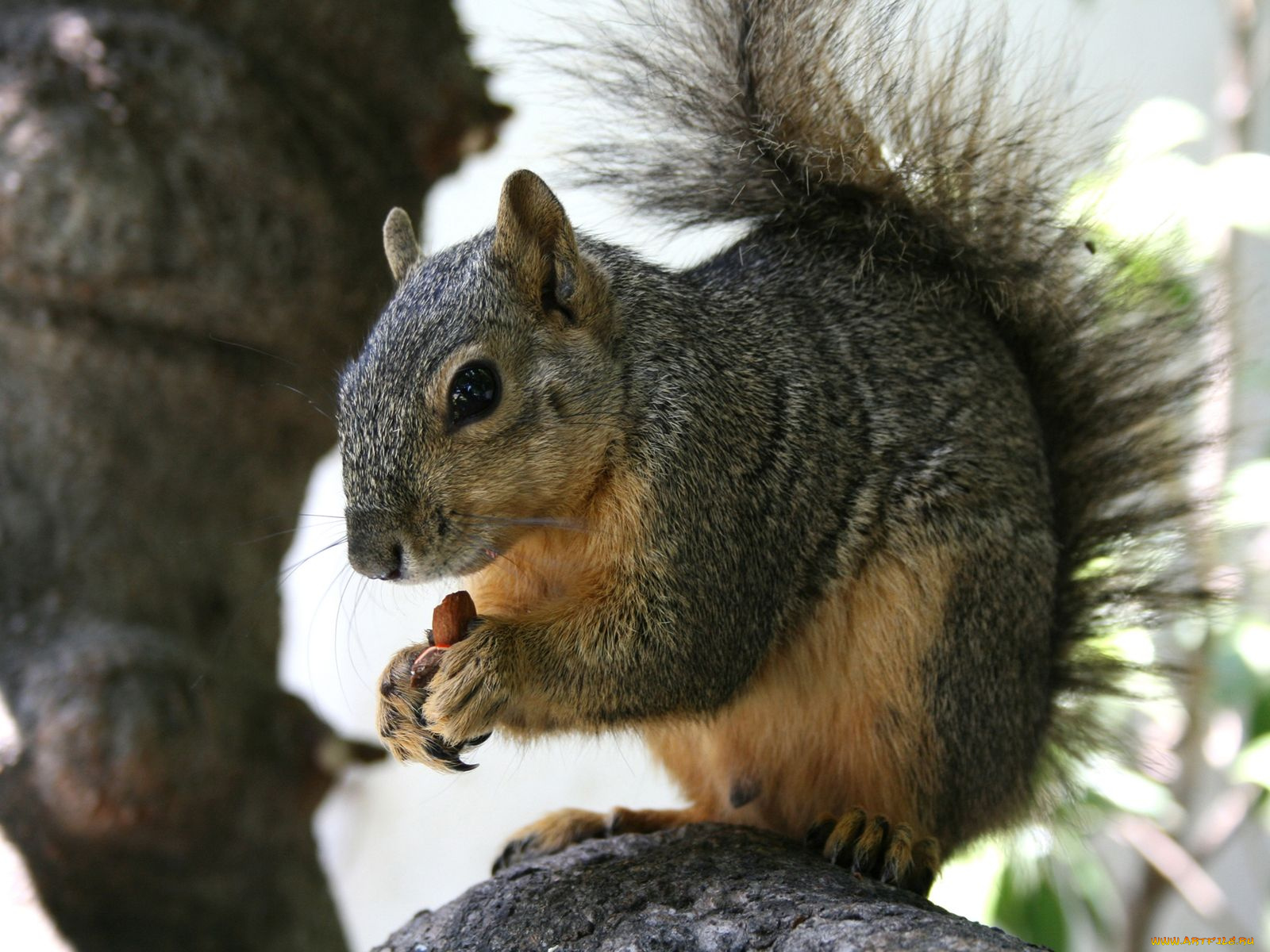 животные, белки