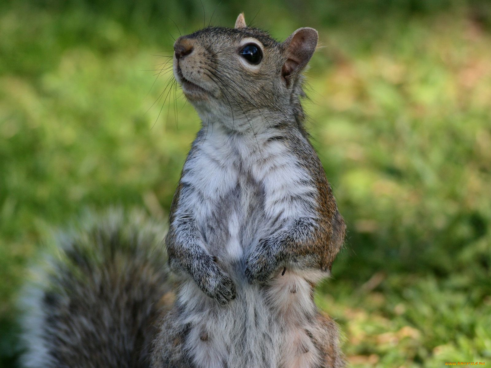 животные, белки