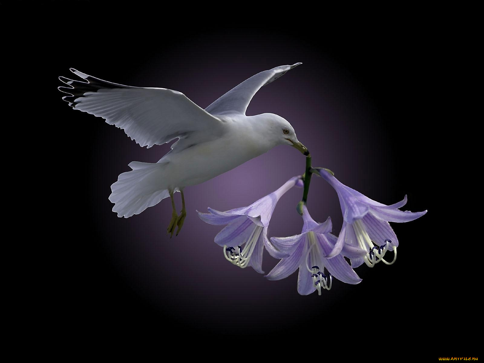 животные, Чайки, бакланы, крачки