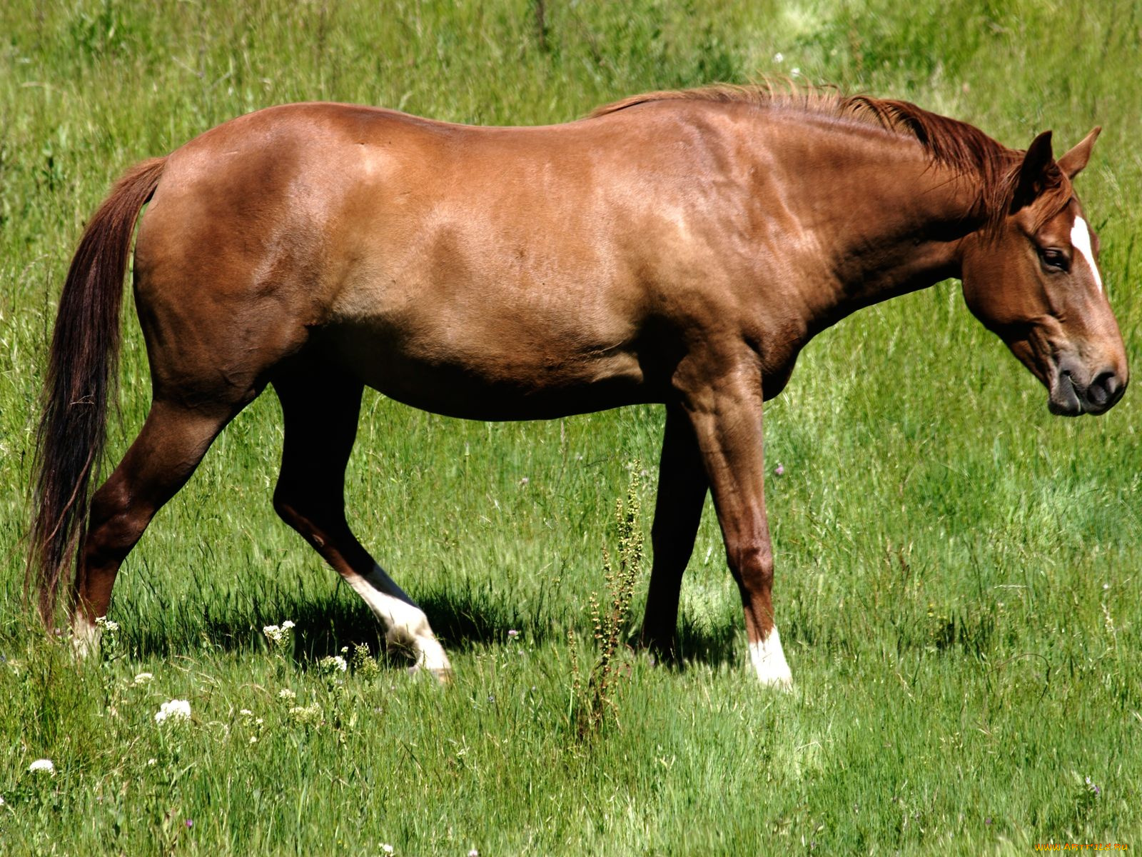 животные, лошади