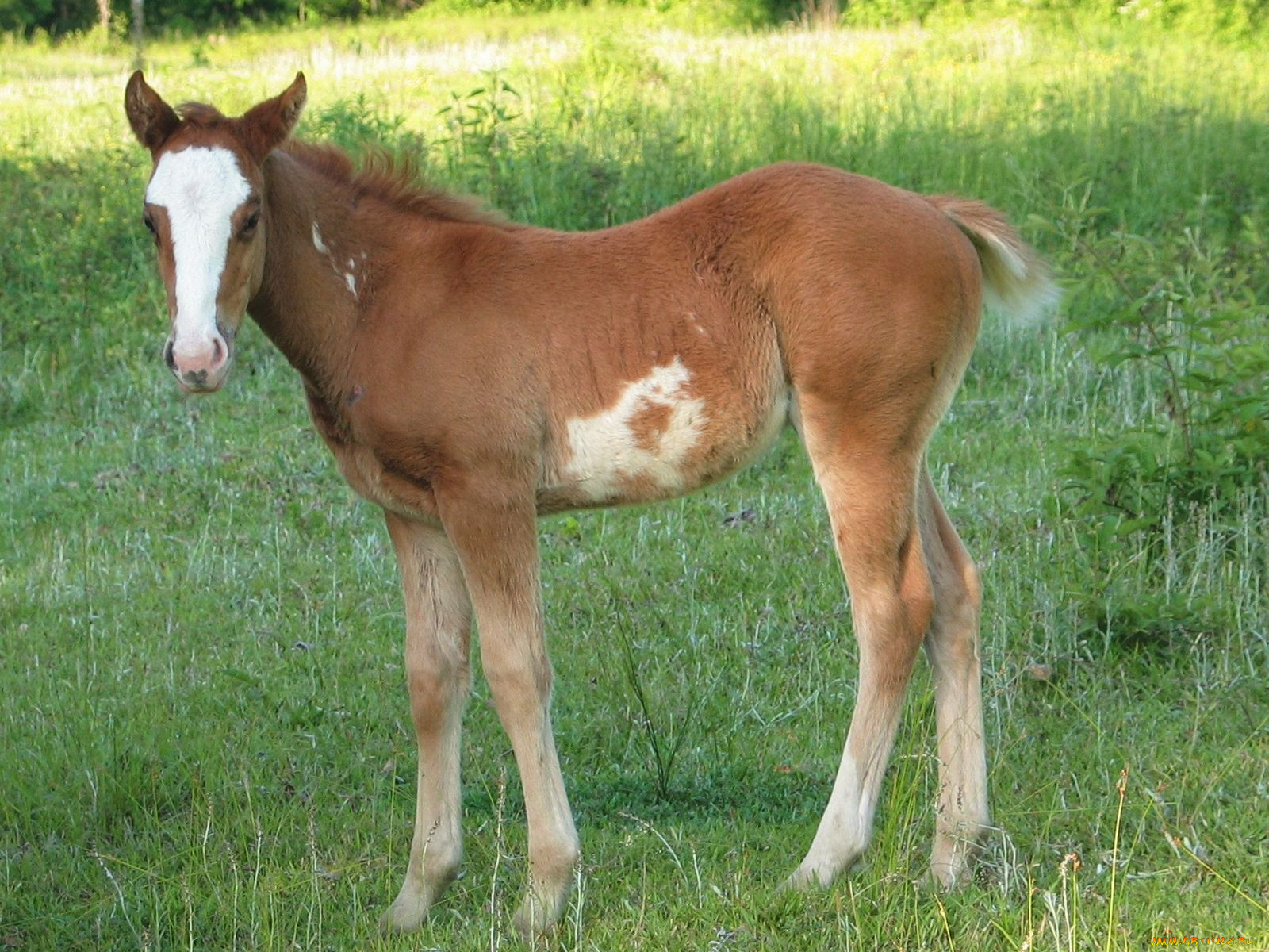 животные, лошади