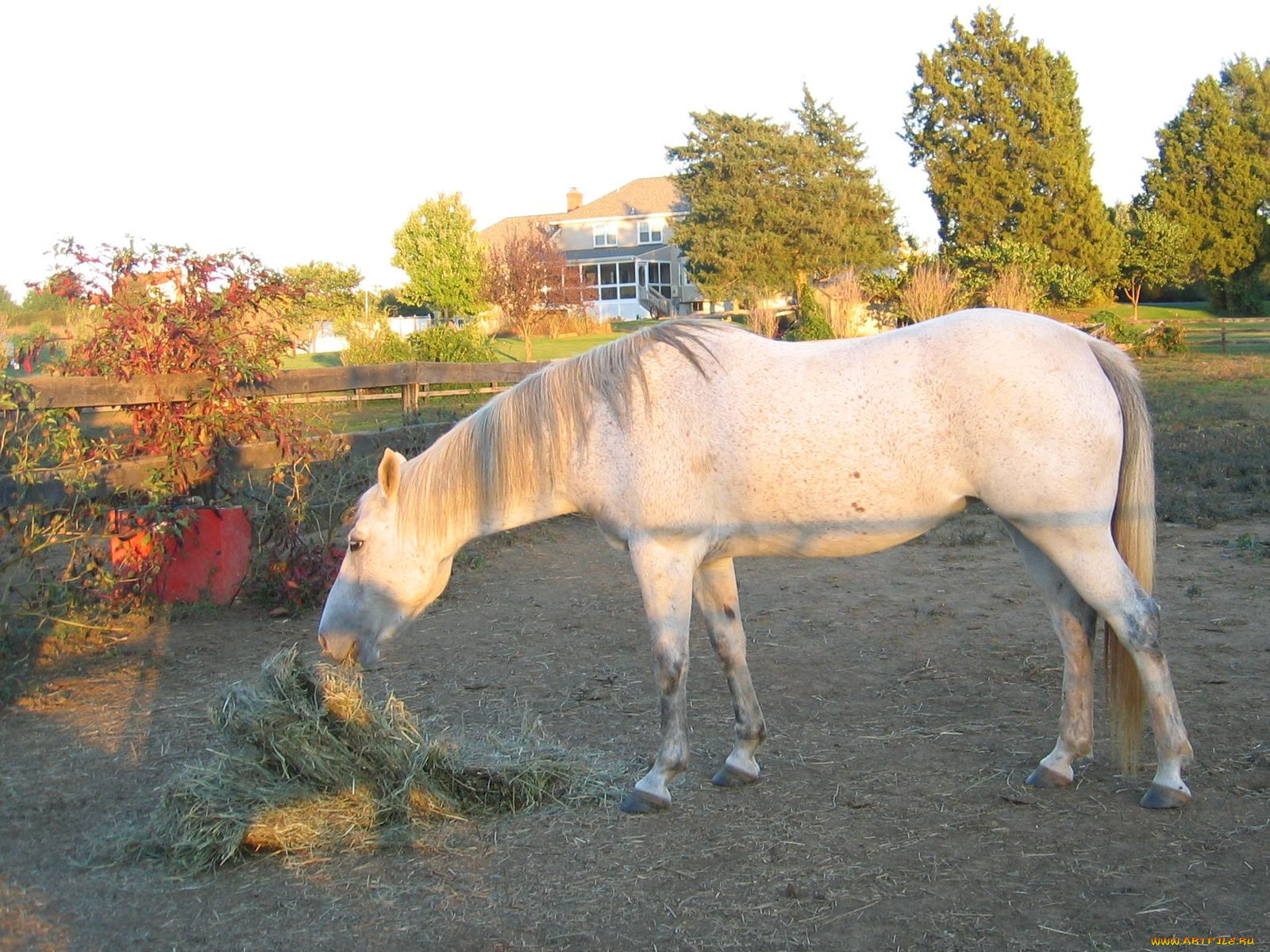 животные, лошади