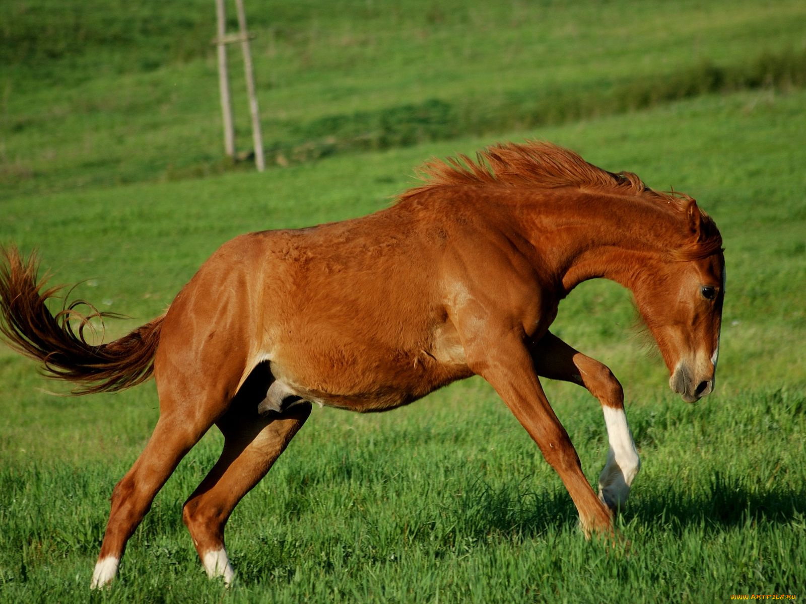 животные, лошади