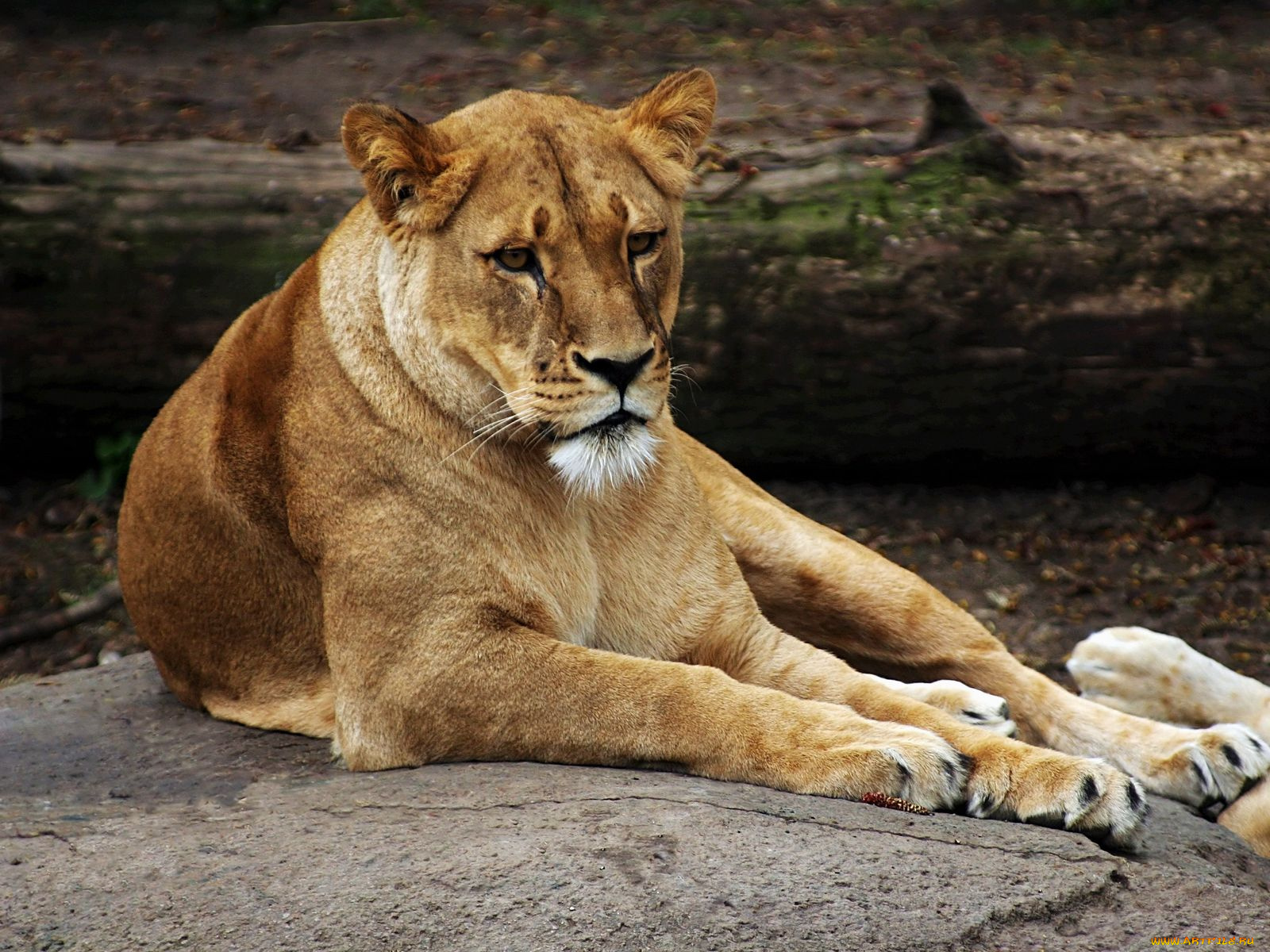 животные, львы