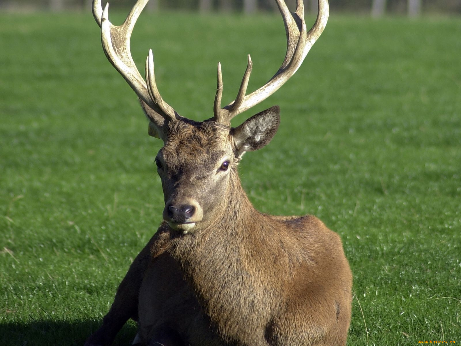животные, олени