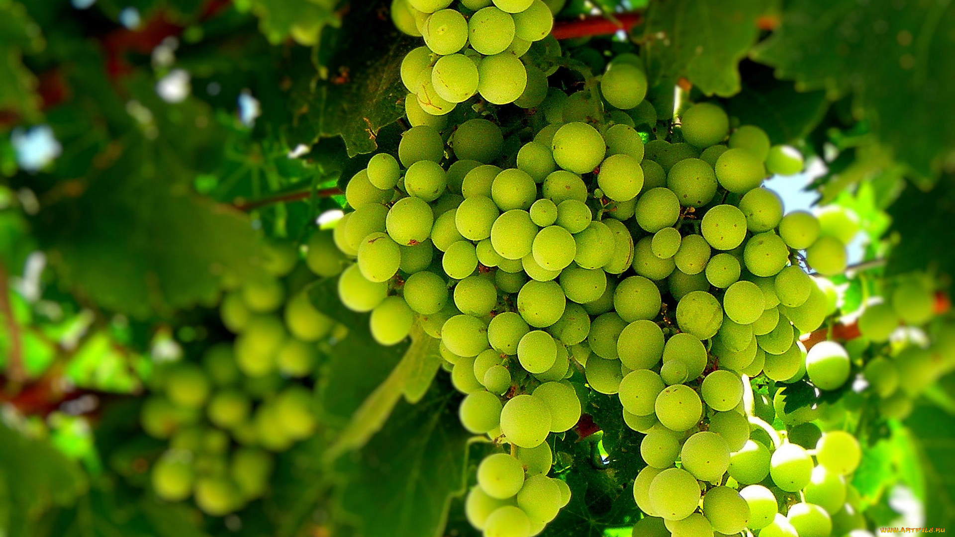 природа, Ягоды, виноград