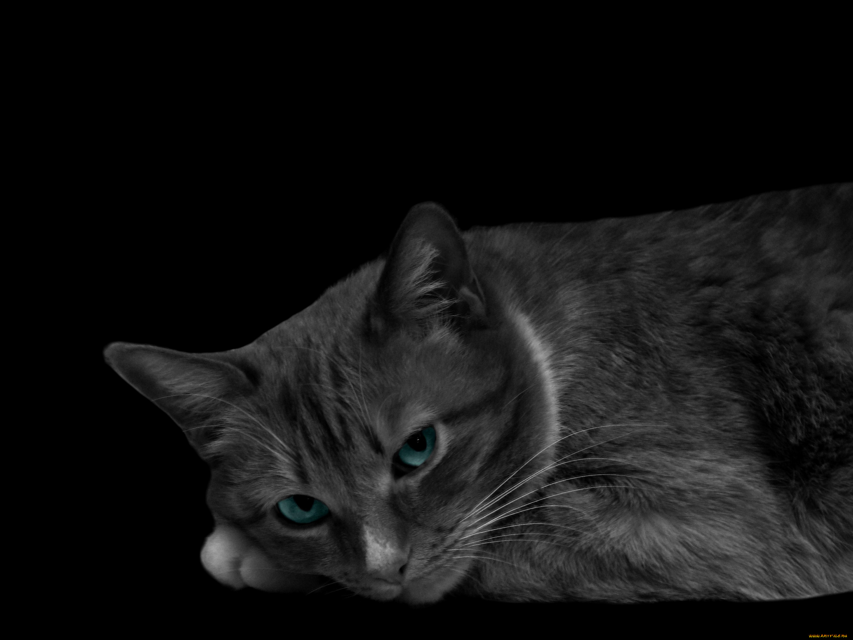 животные, коты