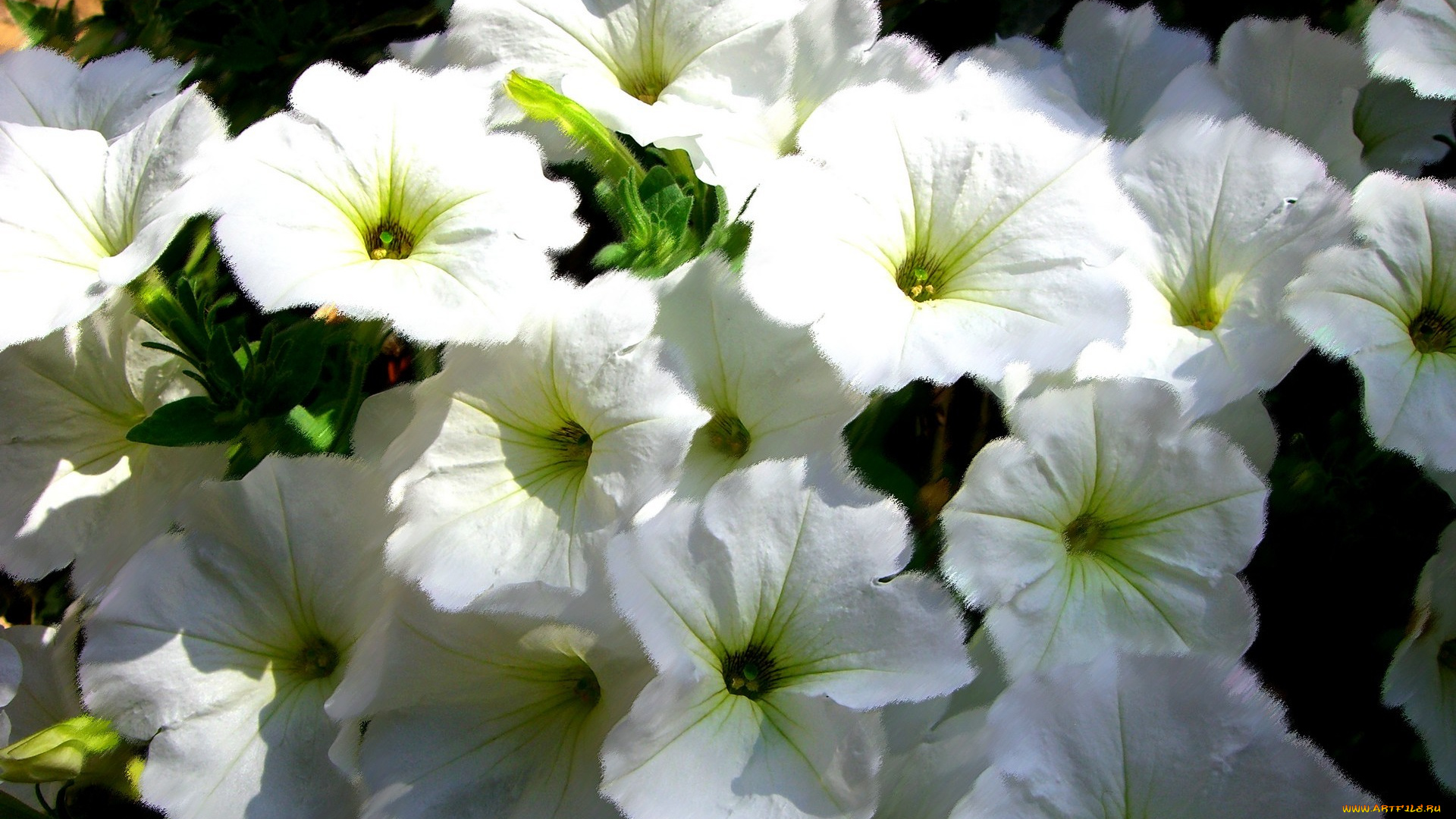 цветы, петунии, калибрахоа, лепестки, много