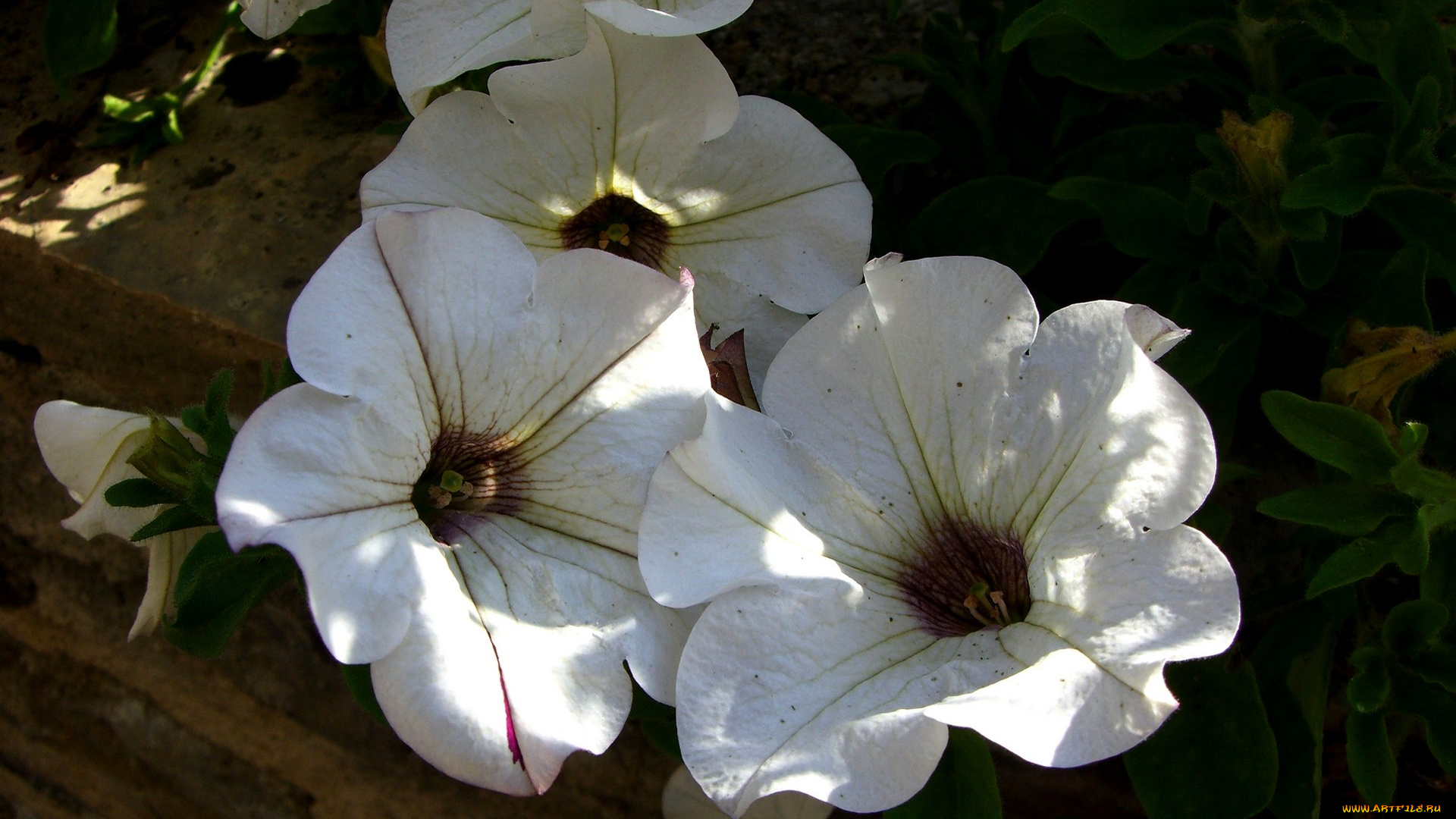 цветы, петунии, калибрахоа, лучи, лето