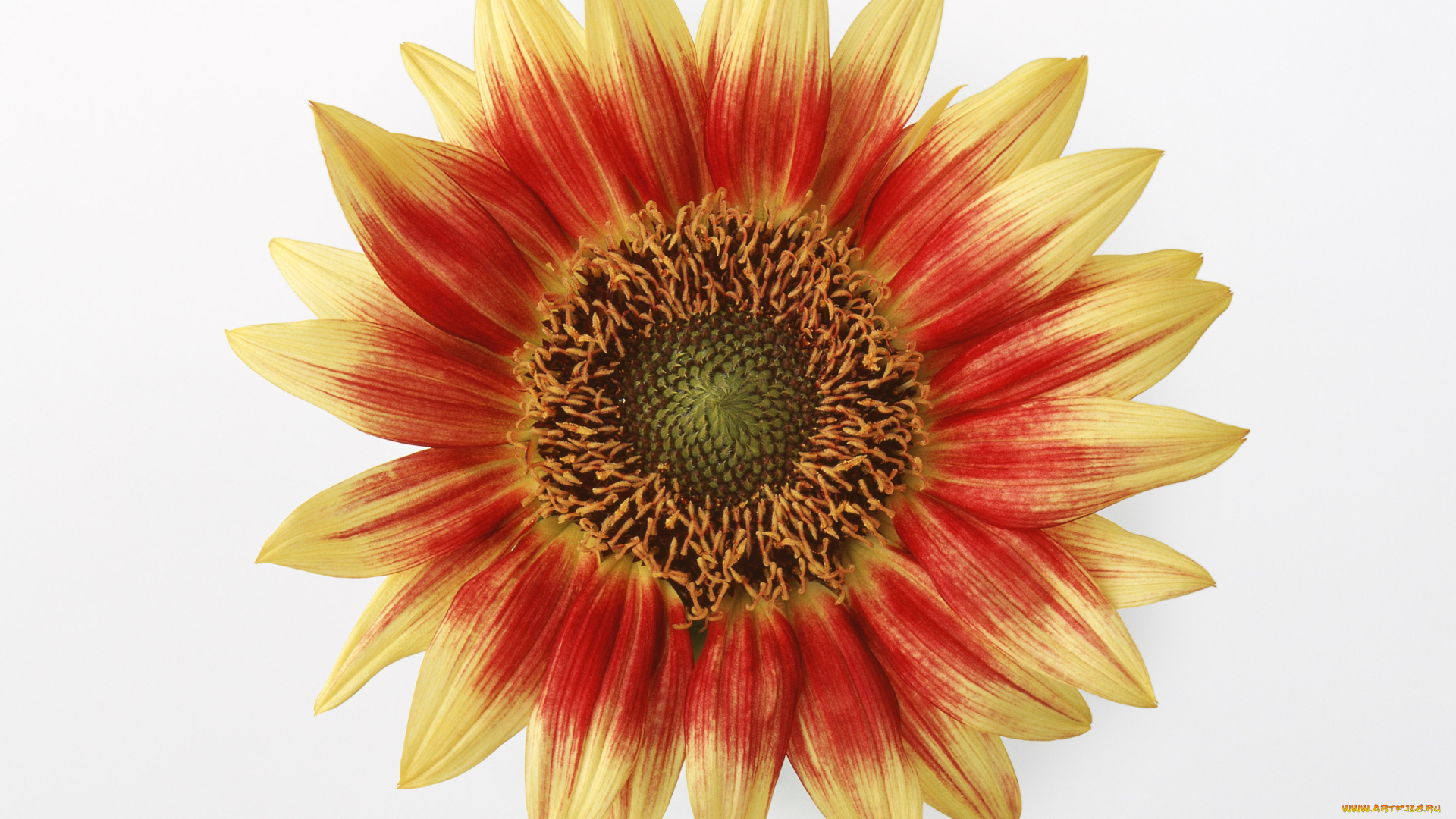 цветы, подсолнухи, лепестки, фон, белый