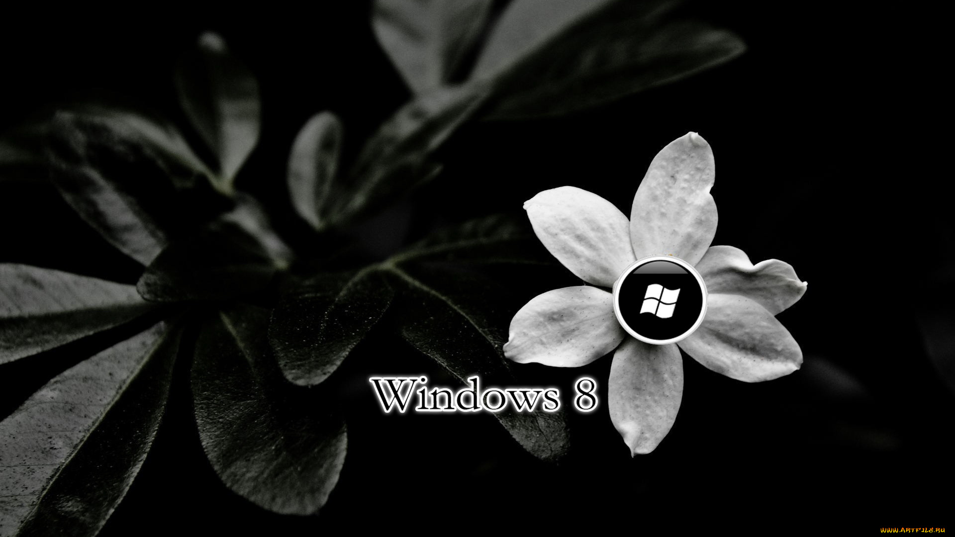 компьютеры, windows, цветок, тёмный