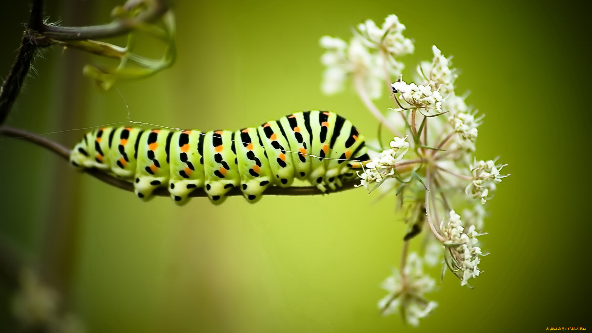 животные, гусеницы, цветок, гусеница