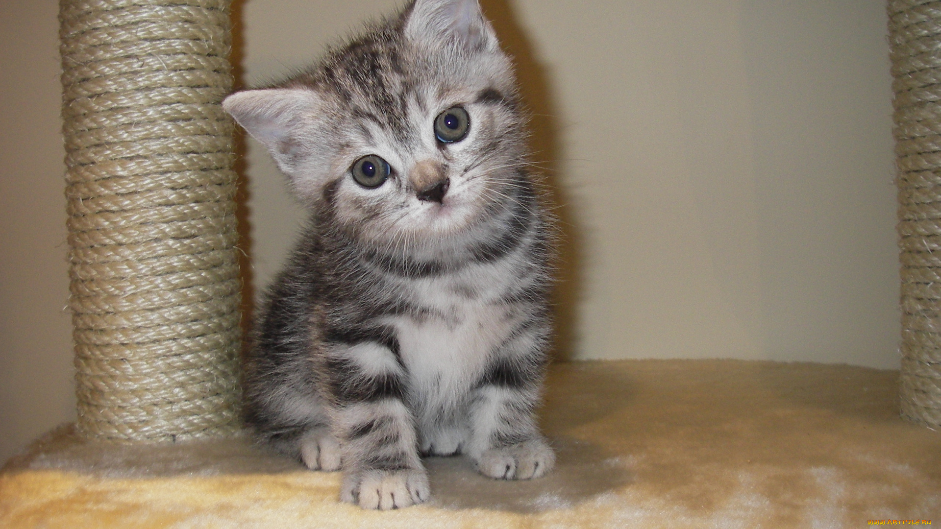 животные, коты, котенок