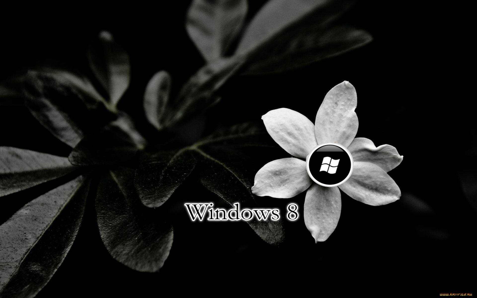 компьютеры, windows, цветок, тёмный