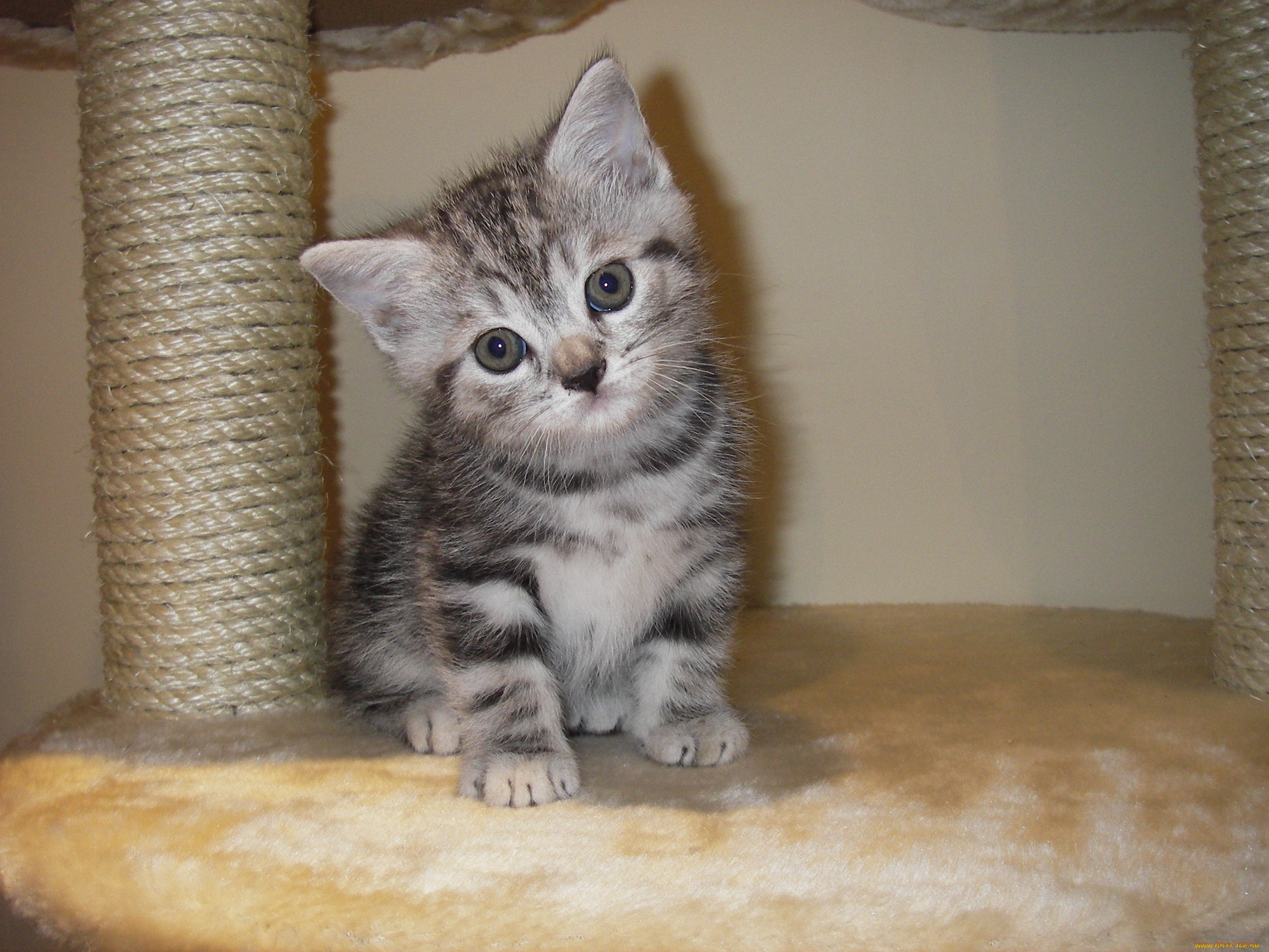 животные, коты, котенок