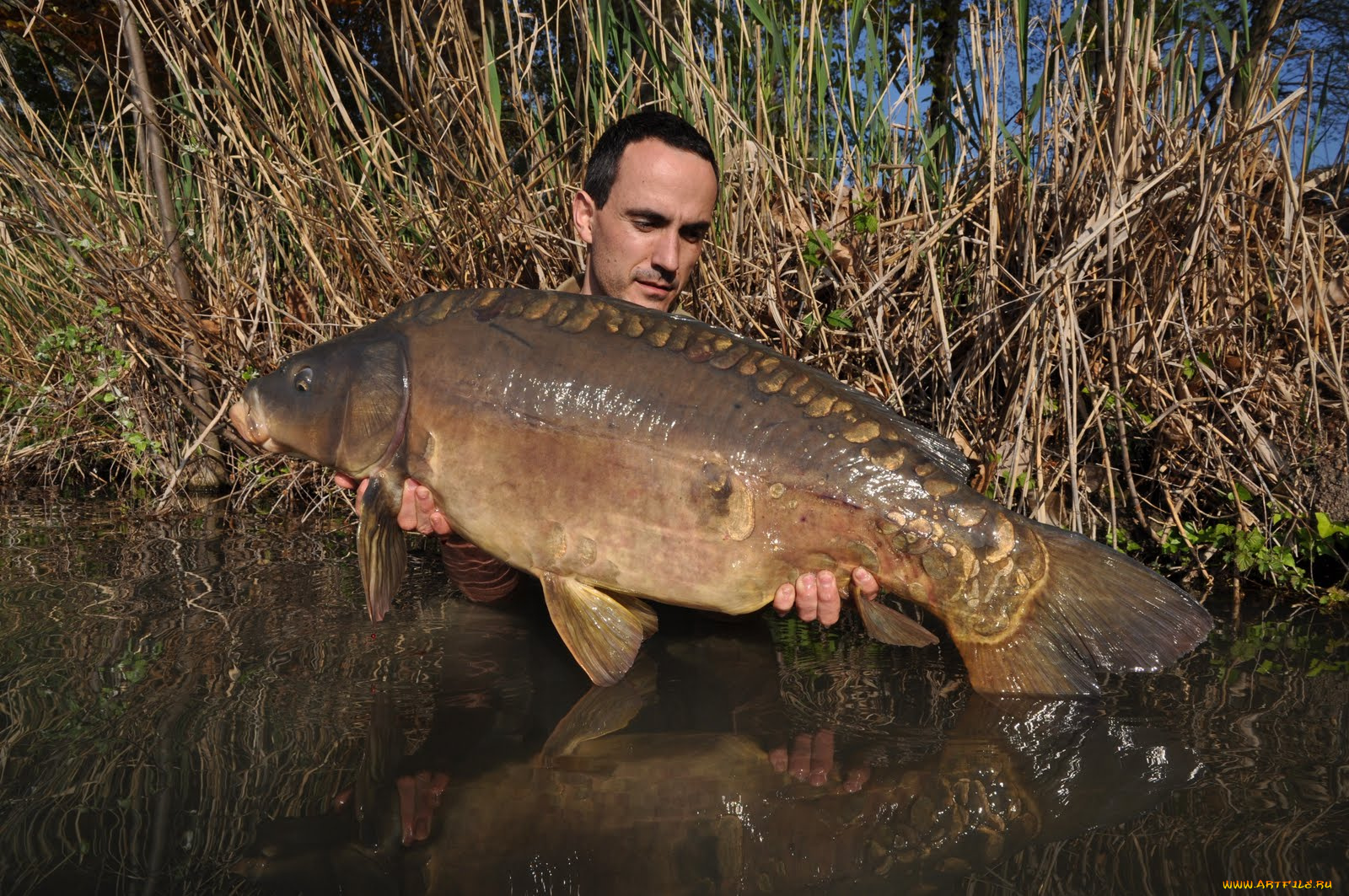 животные, рыбы, рыба, улов