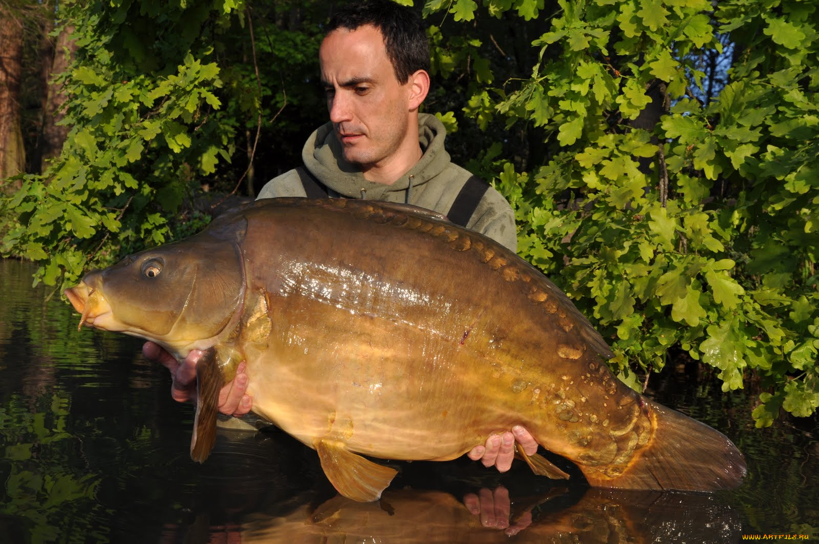 животные, рыбы, улов, рыба