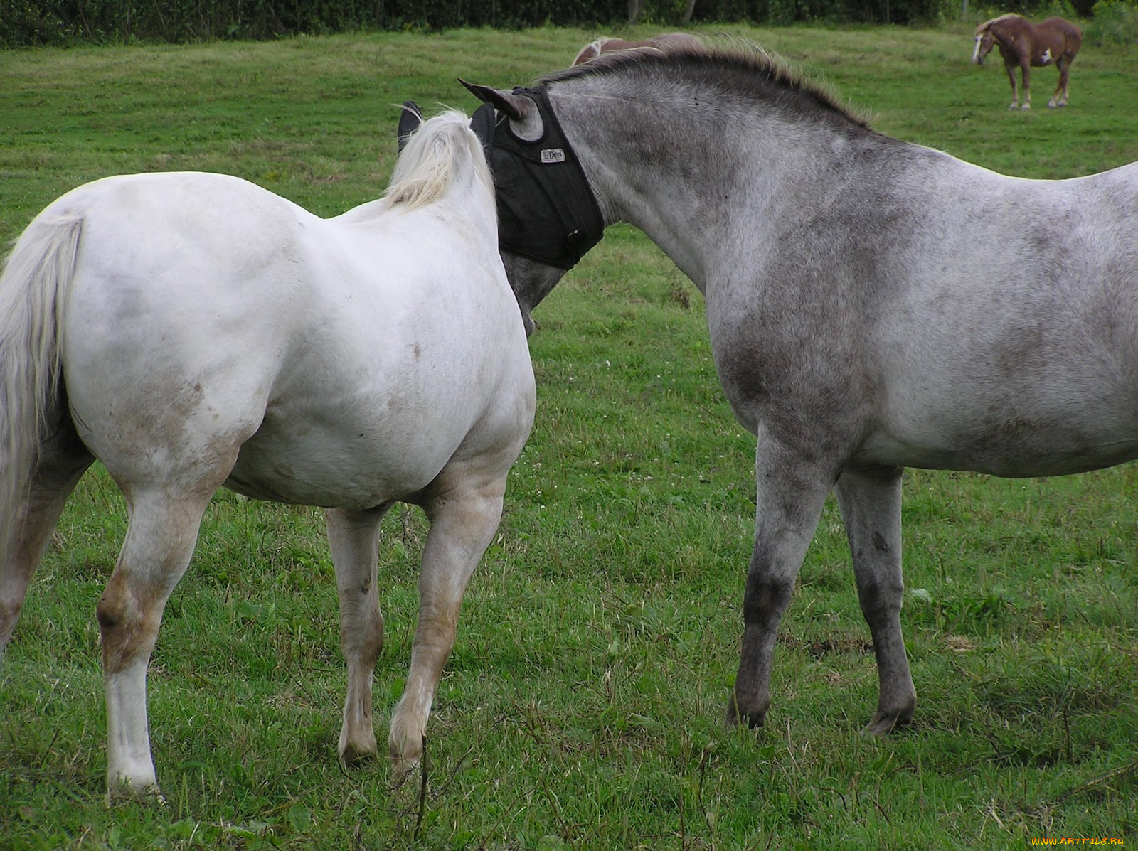 животные, лошади, луг