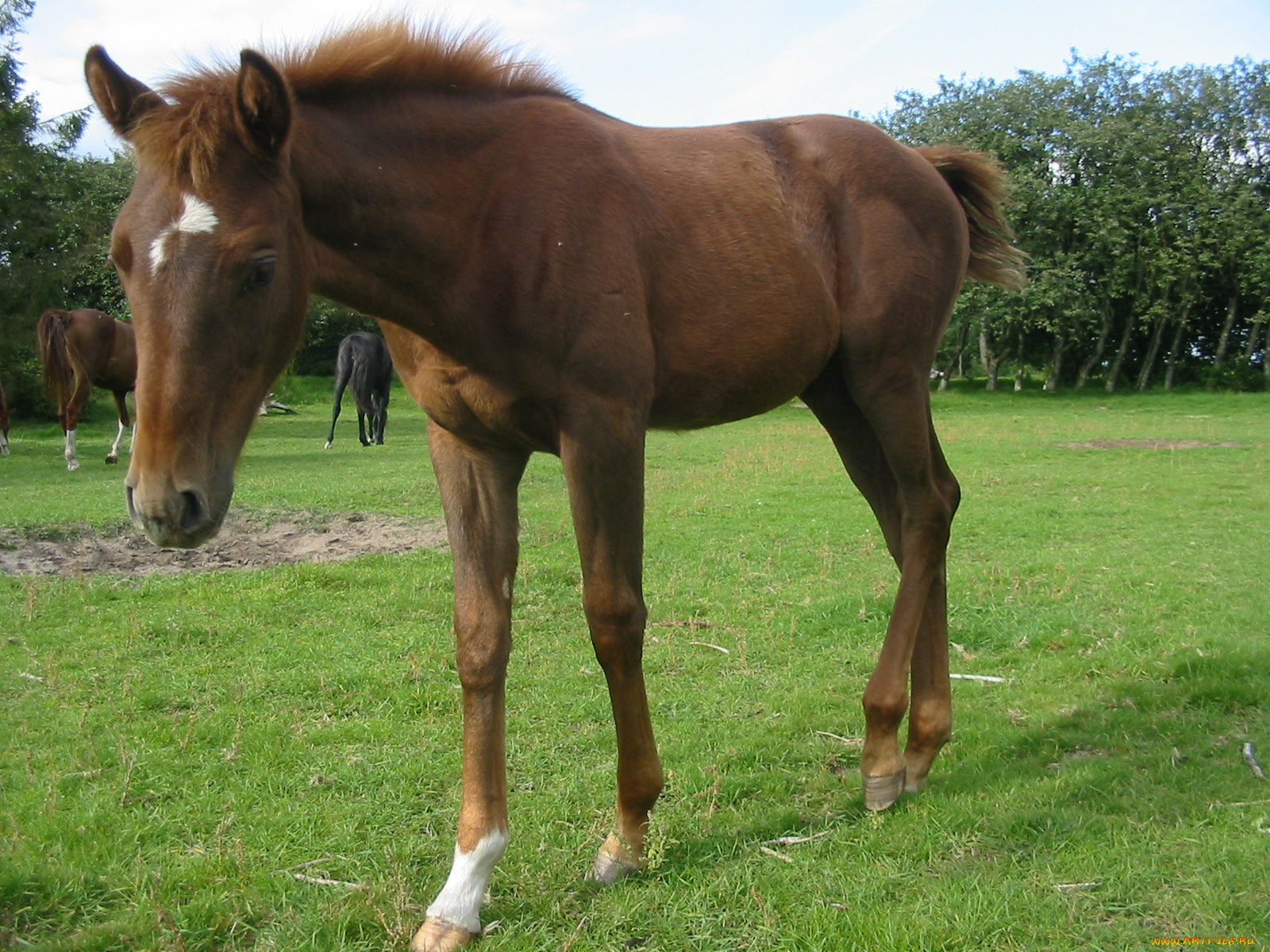 животные, лошади, лошадь