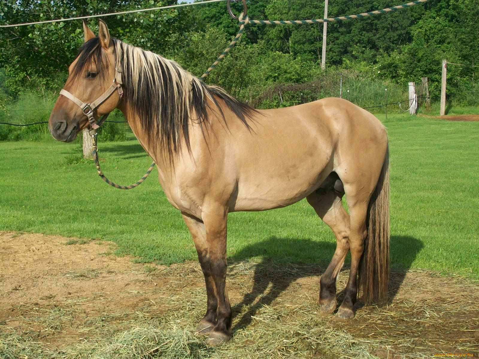 животные, лошади, лошадь